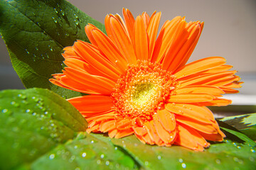 Gerbera Closeup With Dew Drops