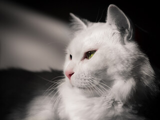 A white cat highlighted with direct sunlight