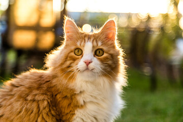 A furry cat caught at sunrise
