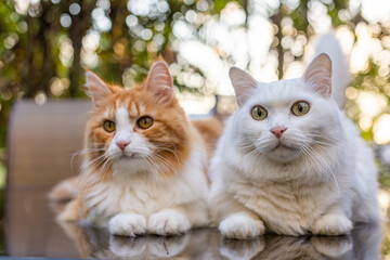 Two cutie feline companions grace a glass table with their regal presence