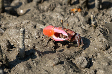 The fiddler crab or calling crab from Sundarbans swamp