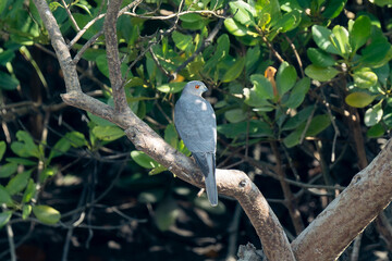Obraz premium The shikra (Accipiter badius)