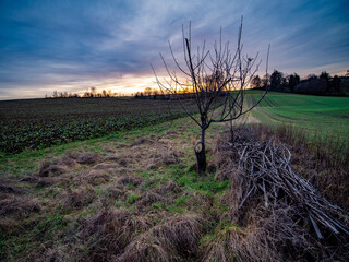 Morscher Obstbaum