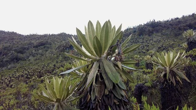 Close up of a Frailejon plant in the colombian paramo or moorland ecosystem. Mountains landscape with a waterfall in the background