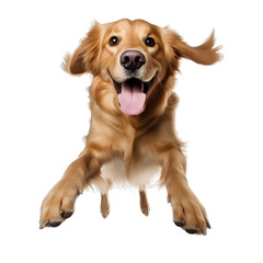 Happy golden dog on transparent background PNG