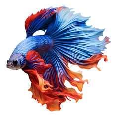 Obraz na płótnie Canvas Beautiful colorful Siamese fighting fish on transparent background PNG.