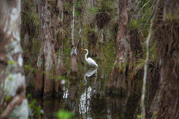 The Everglades Beauty: Cypress Trees, the Heron and Water