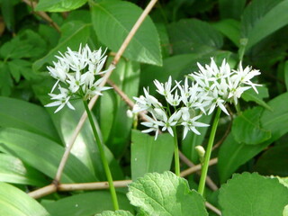The flowers of Ramsons, or WIld Garlic (Allium ursinum)