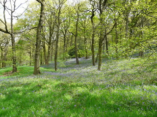 Fototapeta premium A bluebell wood in Spring, United Kingdom
