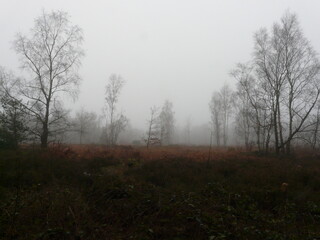 An evocative British woodland on a misty day