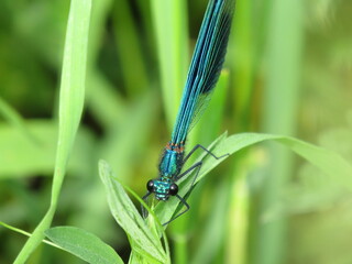 Banded Demoiselle damselfly (Calopteryx splenden) in the British countryside