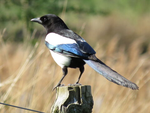 Eurasian Magpie (Pica pica)