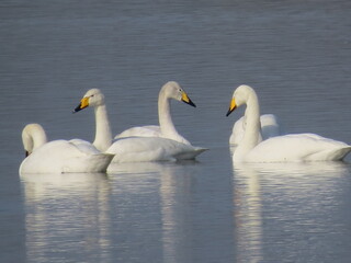 Fototapeta premium Whooper Swans (Cygnus cygnus) on a lake