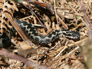Adder (Vipera berus), a European snake that's the only venomous reptile in the UK