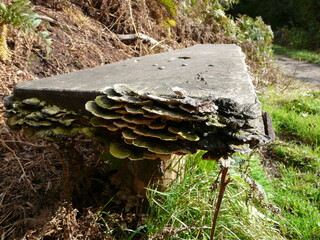 Bracket fungus growing on a woodland bench
