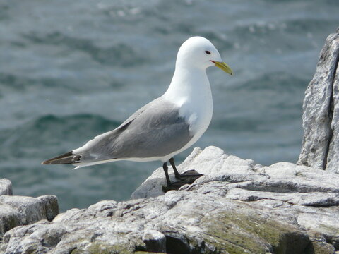 Black-legged Kittiwake (Rissa tridactyl) on the British coast