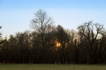 The rays of the rising morning sun shine through the trees in the fields and meadows of...