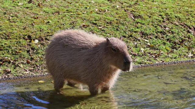 The capybara, Hydrochoerus hydrochaeris is the largest extant rodent in the world. Its closest relatives are agouti, chinchillas, coyphillas, and guinea pigs. Native to South America. 