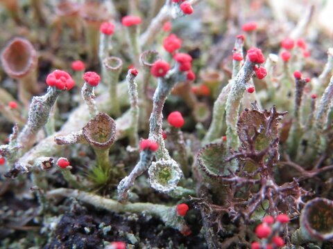 A tiny "forest" of fruiting Cladonia pixie cup lichen, in the British countryside