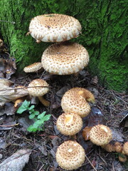 Shaggy Scalycap mushrooms (Pholiota squarrosa)