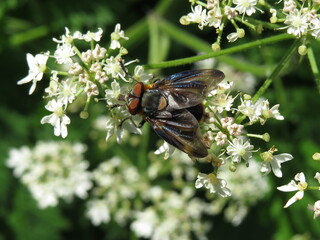 Phasia hemiptera, a tachinid fly
