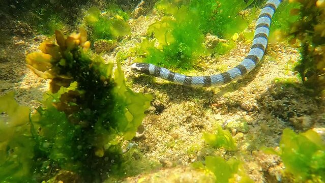 
The black-and-white sea snake, scientifically known as Laticauda colubrina, is venomous and lives in tropical waters. It primarily inhabits coral reefs, feeding on eels and small fish, and is found i
