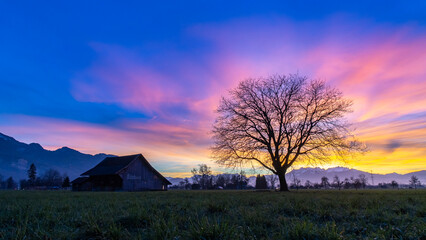 Panoramic view with single tree and wooden barn on meadow in Rhein valley, Panorama under afterglow...