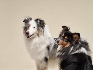 A duo of Shetland Sheepdogs in an affectionate pose, their rich coats and engaging expressions...