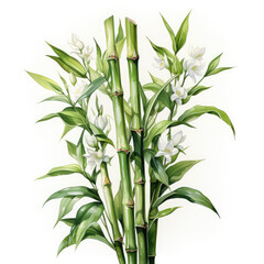 Obraz premium watercolor Lucky bamboo stalk clipart, Generative Ai