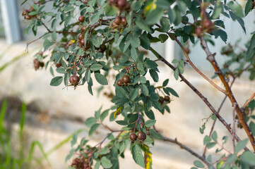 Rosa Gallica Native From Europe And Asia