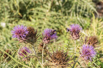 Cynara Cardunculus Native From Mediterranean Region