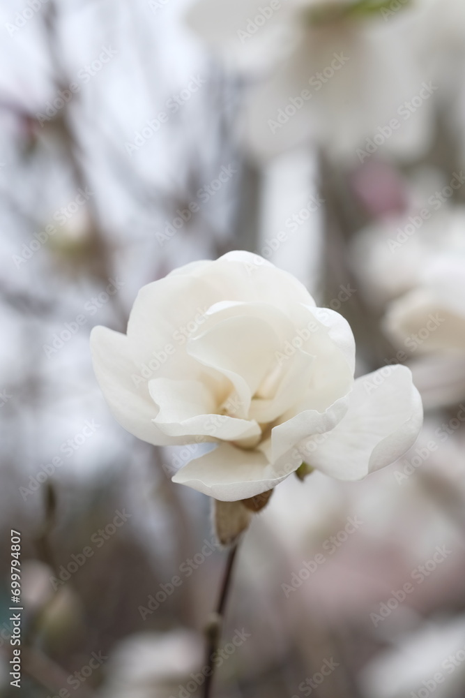 Wall mural White bud of the magnolia, next to the unfurled flower.