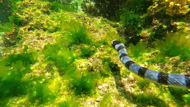 
The black-and-white sea snake, scientifically known as Laticauda colubrina, is venomous and lives in tropical waters. It primarily inhabits coral reefs, feeding on eels and small fish, and is found i
