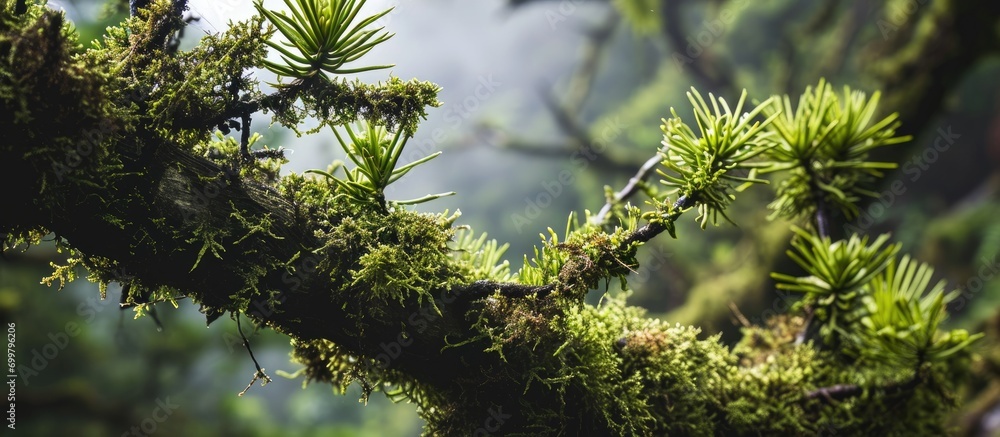 Canvas Prints A branch from an Araucaria araucana tree that confuses monkeys.