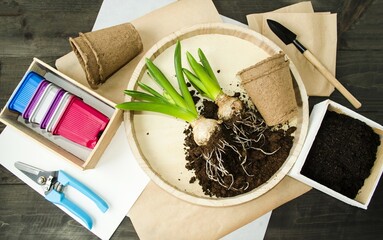 On a wooden background, bulbous plants, spring hyacinth flowers, peat pots, gardening tools, soil...