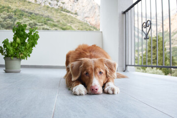 two dogs are lying on the terrace. Jack Russell Terrier and Nova Scotia Duck Tolling Retriever. Pet is resting at home