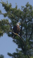 Bald Eagle Perched