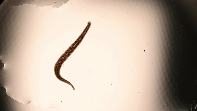 freshwater jawless leech