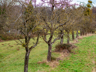 Baumgrundstück im Winter