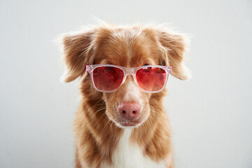 Trendy Nova Scotia Duck Tolling Retriever dog sports pink sunglasses, studio style. This cool pet fashion statement is both charming and humorous - obrazy, fototapety, plakaty