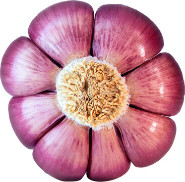 Alho Roxo - Purple Garlic