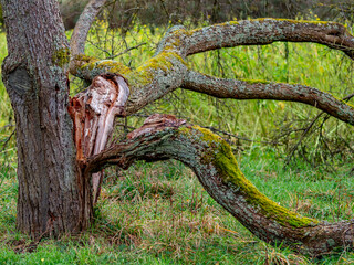 Morscher Obstbaum im Winter
