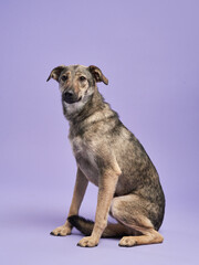 Happy dog with in studio. A joyful canine beams, sporting a vibrant kerchief in a lilac setup