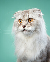 Curious Scottish Fold cat with a serene gaze, mint background highlights its fluffy white coat