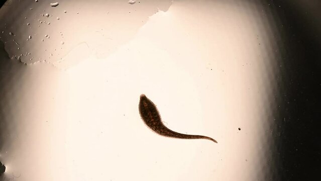 freshwater jawless leech