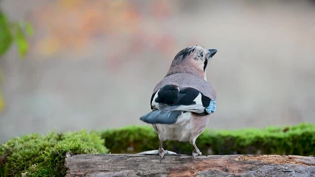 Eurasian jay Garrulus glandarius in the wild. Close up. The bird drinks the water and flies away.