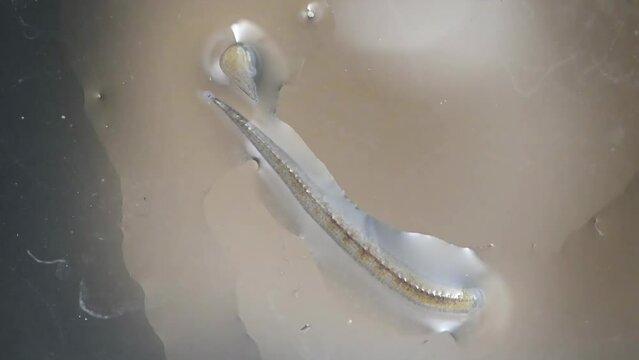 freshwater jawless leech