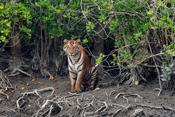 The Bengal tiger from mangroves of Sundarbans.