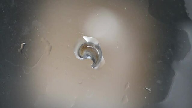 freshwater jawless leech