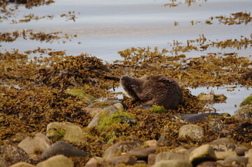Eurasian Otter aka Sea Otter (Lutra lutra) on the Isle of Jura an inner Hebridean Island in...